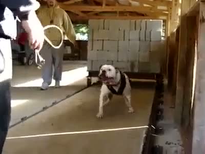 Watch POWER FUL DOG HMMMMMMM Video