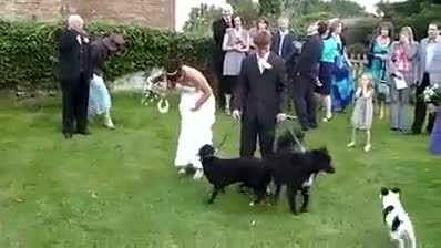 Watch Don't bring Dog in Wedding , Hahaha , Must watch.. Video