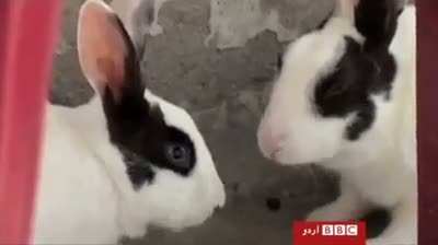 Watch OSAMA GIVE ME TWO RABBIT SMALL CHILD SAY(NEW DRAMA) Video