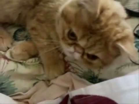 Watch Cat and Dog (A LOVE Story) Video