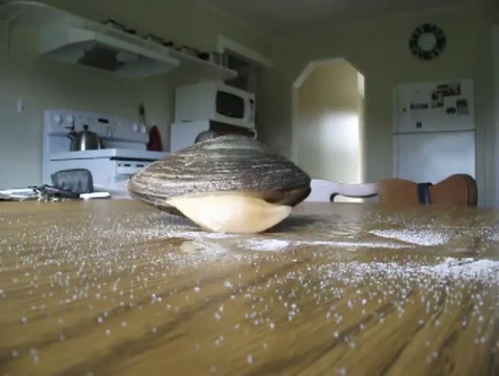 Watch Clam Eating Salt Video