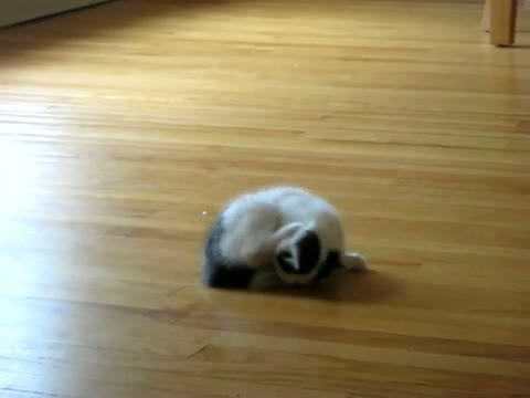Watch The Funniest Kitten in the World Video