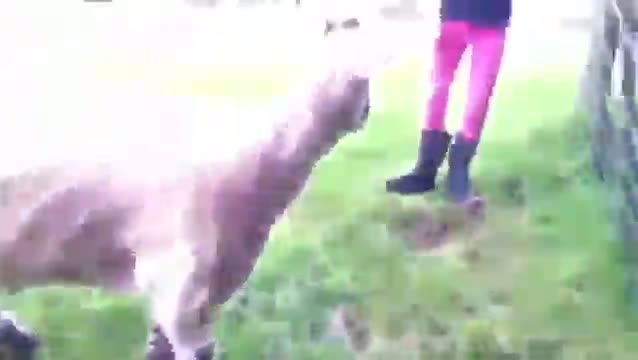 Watch Sheep attacks mean little girl Video