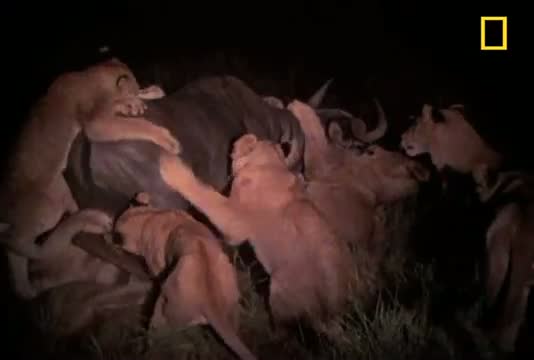 Watch Lions - Nighttime Hunters Video
