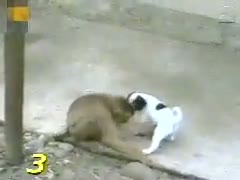 Watch Monkey Laughing at Dog, after checking Video