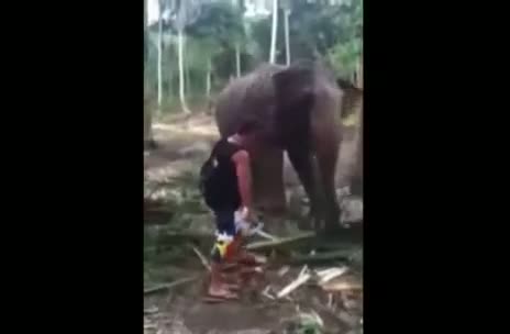 Watch Elephant hits man with trunk Video