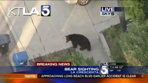Watch Texting guy almost runs into wild bear Video