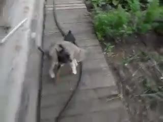 Watch Dog transports cat home Video