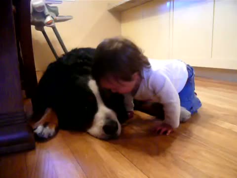 Watch Bernese mountain dog playing with baby Video