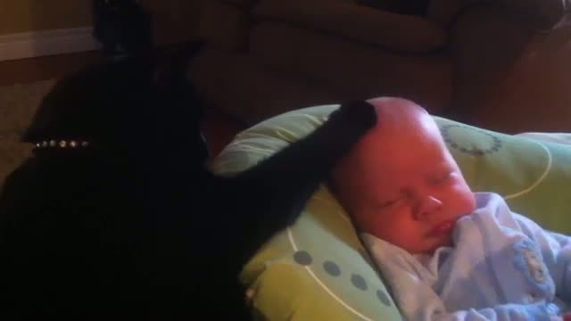 Watch Cat soothes crying baby Video