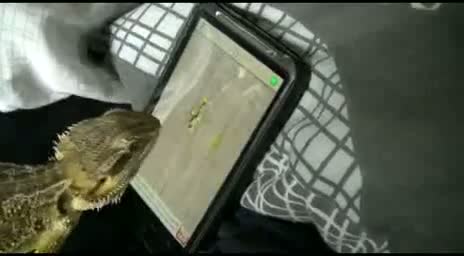 Watch A lizard playing a phone game Video
