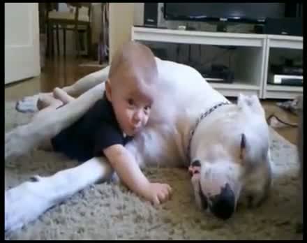 Watch Dog and baby cuddle Video