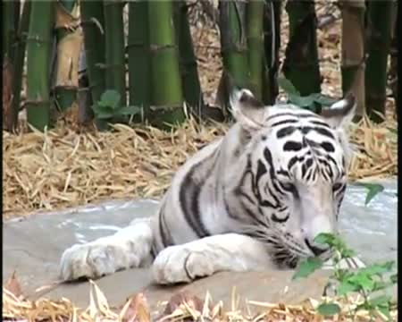 Watch SC bans tourism in core areas of tiger reserves Video