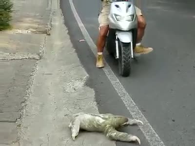 Watch Unknown Animal Video