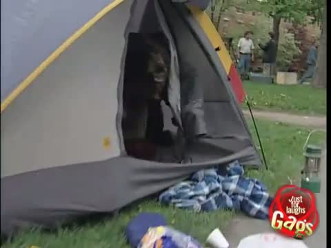 Watch Funny Bear attack in city! Video