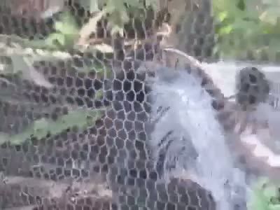 Watch Hats True.. Its There Way to Attract a Mate. Video