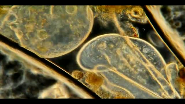 Watch Beautiful 3D Deep Sea Alien Life Video Video