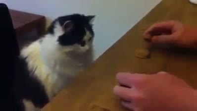 Watch Intelligent Cat Video