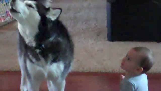 Watch Dog sings with baby - Funny video Video