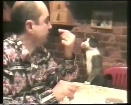 Watch Cat uses sign language to ask for food Video