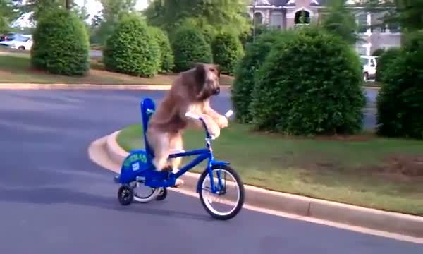 Watch Dog learns to ride a bike Video
