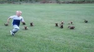 Watch Puppies chase kid Video