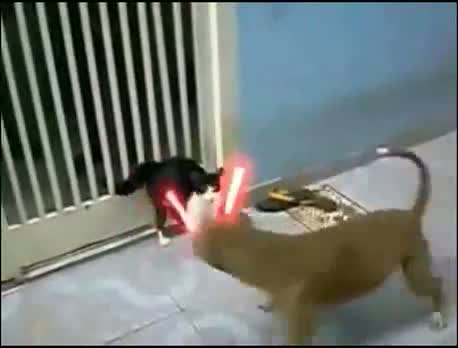 Watch Cat fights off dogs with lightsaber Video