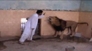 Watch Teasing Lions in bwp Video
