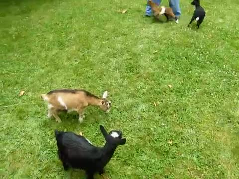 Watch Buttermilk the baby goat is really mean Video