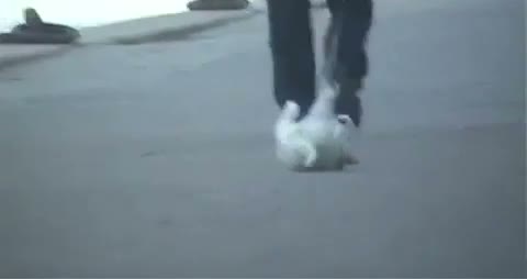 Watch Dog refuses to walk Video