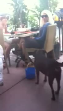 Watch Dog gets tips for its owner Video