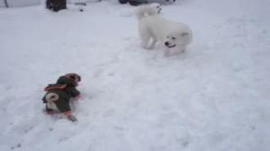 Watch Pug gets mad at larger dog Video