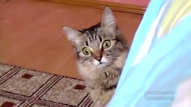 Watch This cat is planning something evil Video