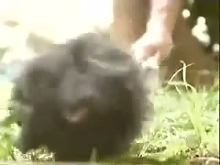 Watch World Most Funny Video Ever Video