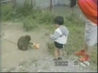 Watch funny animals video Video