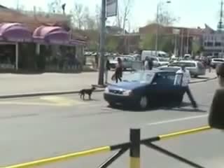 Watch Don't piss off these stray dogs Video