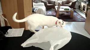 Watch Why cats shouldn't play with plastic bags Video