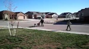 Watch Big dog wagon fail Video