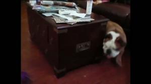 Watch Bulldog chases ball endlessly Video