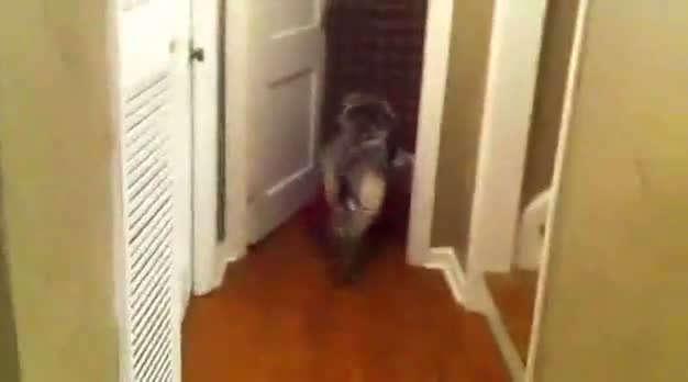 Watch Guilty dog punishes himself Video