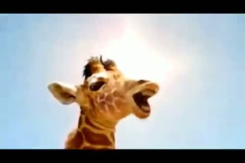 Watch ANIMALS SINGING VIDEO IN ROMANIAN SONG INCLUDING KING OF JUNGLE Video