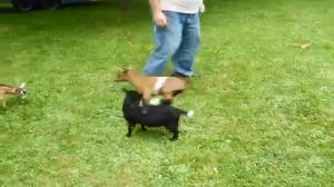 Watch Buttermilk The Jumping Goat Annoys Her Friends Funny Video