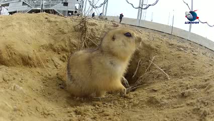 Watch Funny video - Gopher Lives Under Space Rocket Launching PadGopher Lives Under Space Rocket Launching Pad Video
