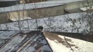 Watch Crow roof tubing Video
