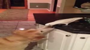Watch Bird feeds dog noodles Video