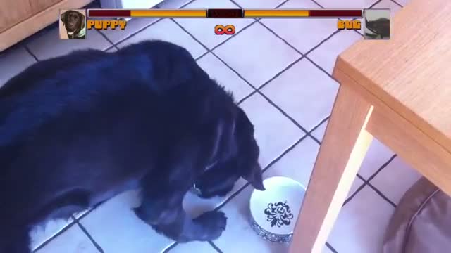 Watch Dog vs. bug Video