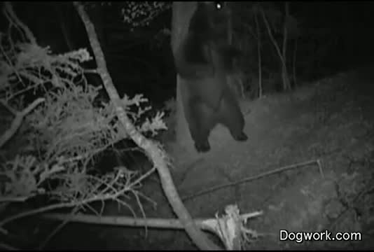 Watch What goes down in the forest at night Video