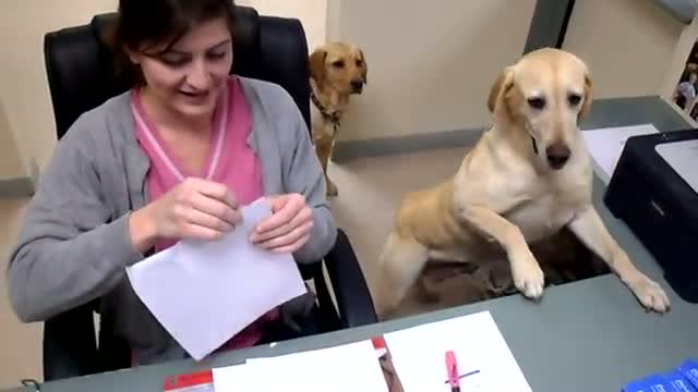 Watch Dog gives receipt Video