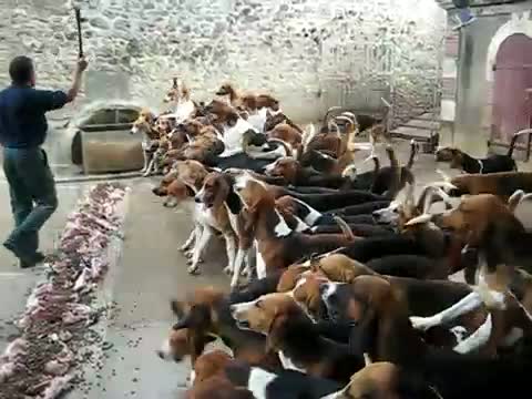 Watch Hunting dogs crazy feeding frenzy Video