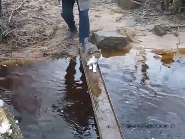 Watch Cat Crosses the Bridge Without Getting Wet Video
